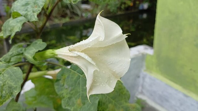 The Datura factuosa flower, known as the "Kecubung" flower in Indonesian, resembles a trumpet shape, is white in color, and grows wild on the edge of the pond.
