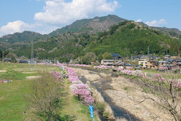 愛知県新城市　しだれ花桃の里