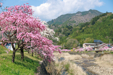 愛知県新城市　しだれ花桃の里