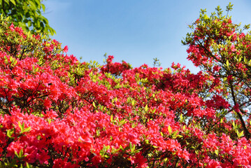 鮮やかなツツジ	