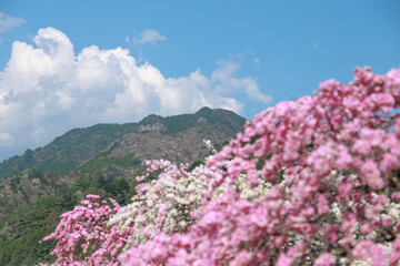 愛知県新城市　しだれ花桃の里