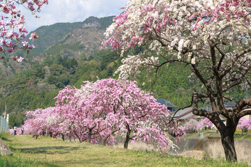 愛知県新城市　しだれ花桃の里