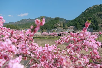 Foto op Plexiglas 愛知県新城市　しだれ花桃の里 © MARU76