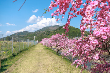 愛知県新城市　しだれ花桃の里