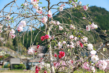 愛知県新城市　しだれ花桃の里