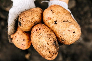 Organic homemade vegetables are harvested potatoes. Selective focus.