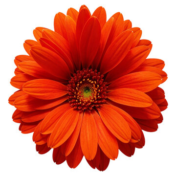 Orange colored daisy flower