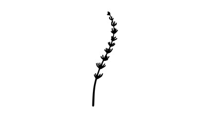 Lavender Seeds, black, isolated silhouette