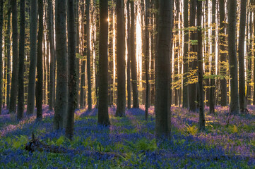 The rising sun illumingating a flowerbed of bluebells in the Hallerbos, on an early spring morning.