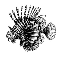 Red Lionfish Hand Drawn vector illustration
