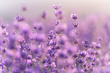 Naklejka premium Lavender flower background. Violet lavender field sanset close up. Lavender flowers in pastel colors at blur background. Nature background with lavender in the field.