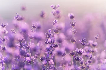 Gordijnen Lavender flower background. Violet lavender field sanset close up. Lavender flowers in pastel colors at blur background. Nature background with lavender in the field. © svetograph