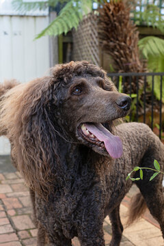 Older standard poodle with shaggey hair