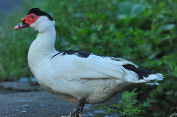 Muscovy duck white and black stain body close up view