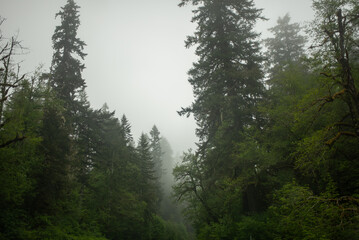 Misty trees in the Pacific Northwest