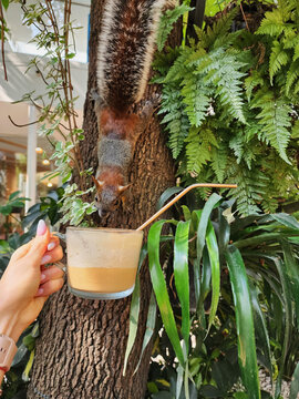 Cute squirrel in coffee cafe
