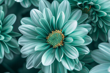 elegant Bluegreen chrysanthemum flower closeup