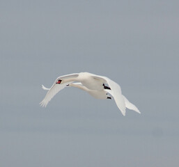 swans in flight