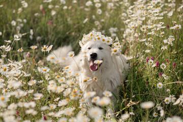 Daisies white dog Maremma Sheepdog in a wreath of daisies sits on a green lawn with wild flowers daisies, walks a pet. Cute photo with a dog in a wreath of daisies. - obrazy, fototapety, plakaty
