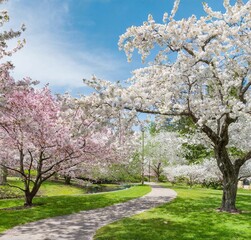 봄날 벚꽃길