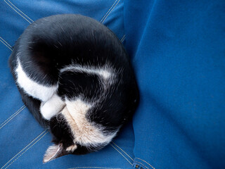 Black and White Cat Curled up