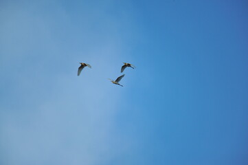 Three birds high flying with blue sky background