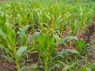 Obraz premium The Corn is Growing