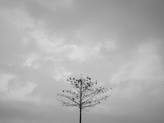 Lonely Straight Perennial Plant in The Middle of The Bottom