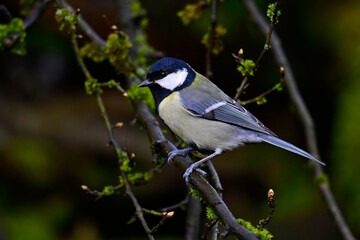 Kohlmeise // Great tit (Parus major)