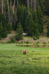 Deer grazing in Poudre Lake in Rocky Mountain National Park, Colorado
