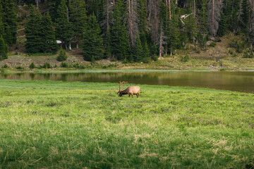 Deer grazing in Poudre Lake in Rocky Mountain National Park, Colorado