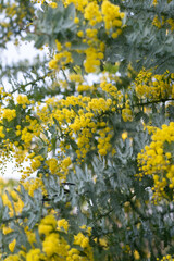ミモザ（アカシア）の花