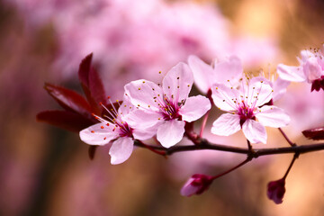 peach tree branch with pink blossoming flowers. soft green blurred background. spring freshness outdoors and beauty in nature concept. fruit production and agriculture theme. close-up view of petals.