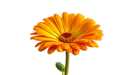 Calendula flower isolated on transparent background. Marigold flower.