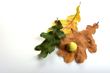 Oak apples on an oak tree. Parasite on plant.