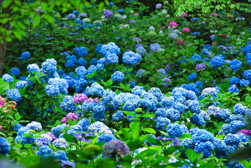あじさい　埼玉　美の山公園
