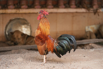 chicken rooster in the farm at countryside.