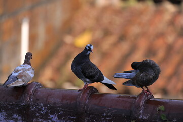 Pigeon birds multi colored in row close up view