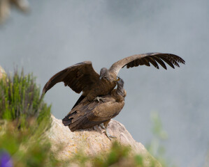 love games of Condor couple