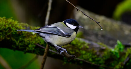 Kohlmeise // Great tit (Parus major)