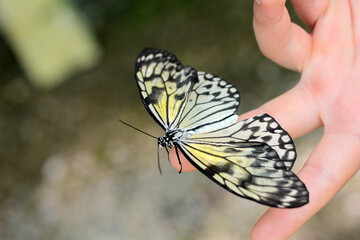 Le papillon posé sur le doigt