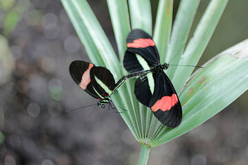 Accouplement de 2 papillons
