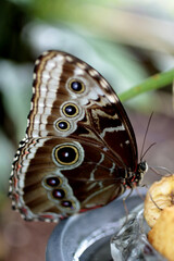 Très gros papillon aux ailes pleine de poudre