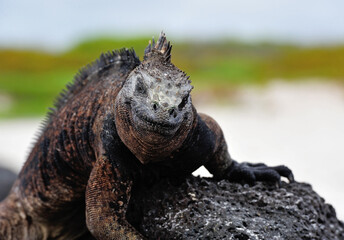 sea iguana smiles into camera