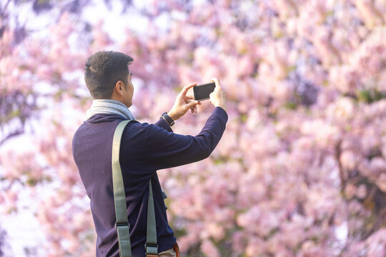 Asian man is taking photo using mobile phone while walking in the park at cherry blossom tree during spring sakura festival with copy space