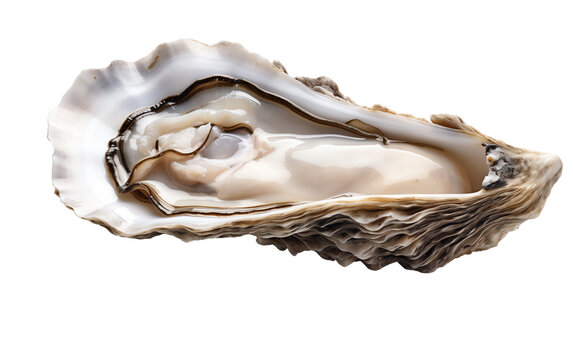 a oyster shell with a white background