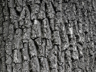 Embossed texture of tree bark. Tree trunk with natural bark patterns on the surface. Natural wood background. Closeup side view.
