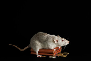 A gray rat lies on a wallet with coins. Mouse and money isolated on a black background. Greedy rodent steals coins