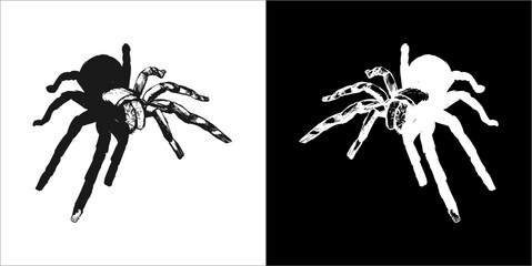 Illustration vector graphics of spider icon