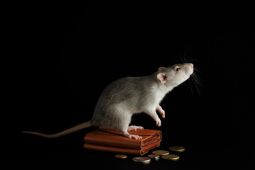 A gray rat stands on a wallet with coins. Mouse and money isolated on a black background. Greedy rodent steals coins